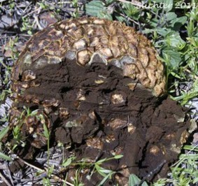 جنگل ملی مالهور