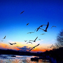 پرندگان مهاجر و زاینده رود زیبا