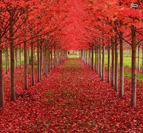 تونل درختان اَفرا، ارگون