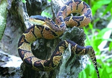 رازر لاچسیس