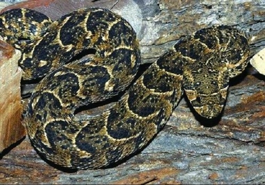 بیتیس اریتانس