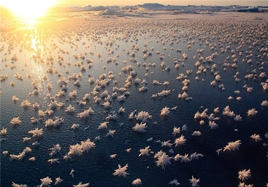 اقیانوس منجمد شمالی