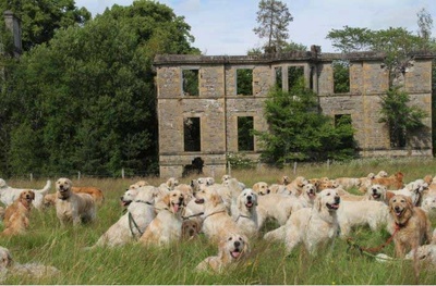 جشنواره سگ طلایی/ اسکاتلند