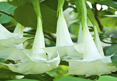 فرشته‌ شیپوری