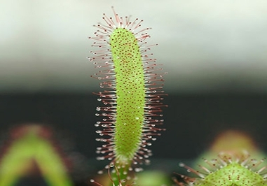 کلاهک ساندو