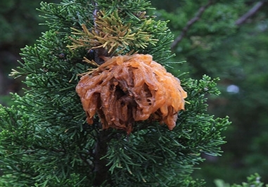 کیدار اپل روست فانگوس (یک نوع قارچ)