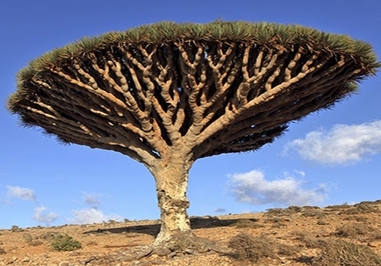 درخت اژدهای خونی