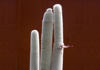 کاکتوس مشعل نقره‌ای