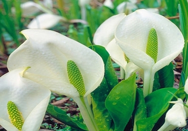 اسکانک کابیج