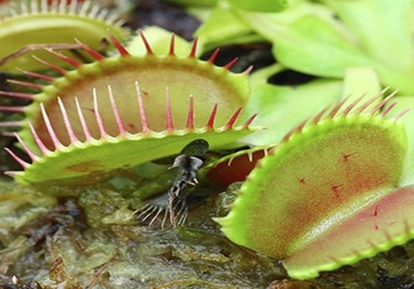 گیاه حشره‌گیر ونوس