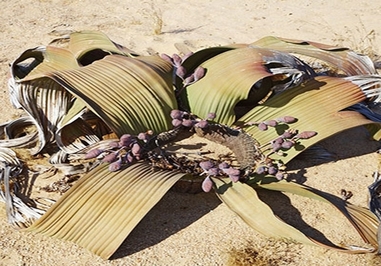 ویلوچیا میرابیلیس