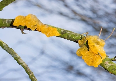 جادوگران کَره‌ای