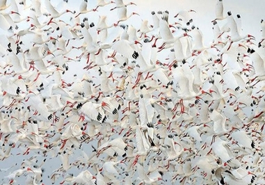 لک لک گرمسیری آفریقایی