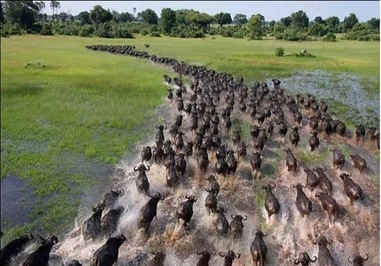 بوفالوی آفریقایی