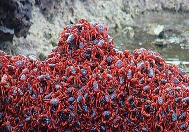 خرچنگهای مرجانی