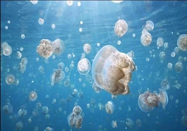 ستاره دریایی