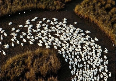 مرغ ماهی خوار