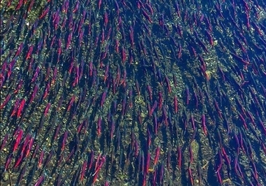 ماهی قزلآلا