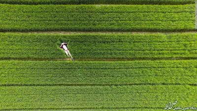 کشاورزهای چینی قبل از برداشت محصول! 