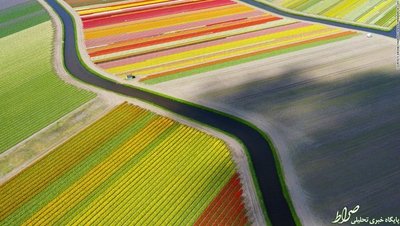  از این بالا مزرعه‌های گل لاله مانند ربان‌های رنگی در کنار یکدیگر هستند. 