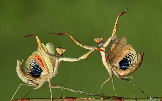 رقص مانتیس‌ها: شاید مانتیس‌ها را بتوان از گونه‌های جالب و  بانمک دنیای حشرات به شمار آورد، کافی است به این صحنه‌ی بامزه نگاه کنید، نمادی از پایکوبی به شیوه مانتیسی.