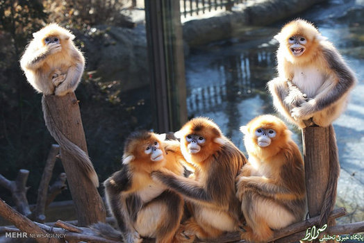 میمون های طلایی در باغ وحش سئول کره جنوبی (EPA)