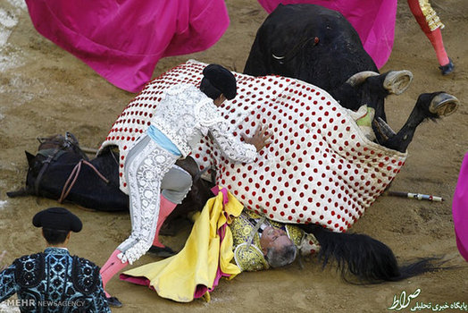 جشنواره گاوبازی در کلمبیا (Reuters)