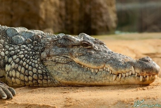 کریکودیل نیل
دارای قدرت آرواره ۵۰۰۰ نیروی پوند بر یک اینچ و زستگاه آن در ساب ساهران آفریقا است.