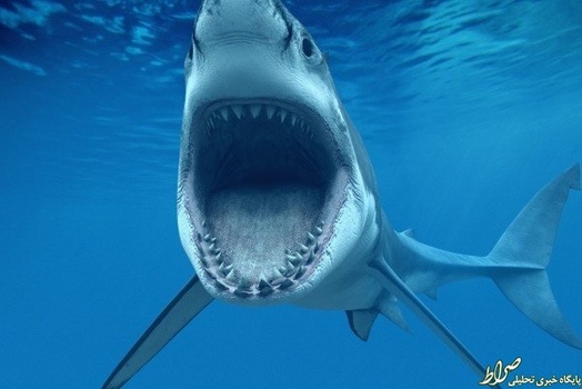 کوسه
دارای قدرت آرواره ۱۳۵۰ نیروی پوند بر اینچ