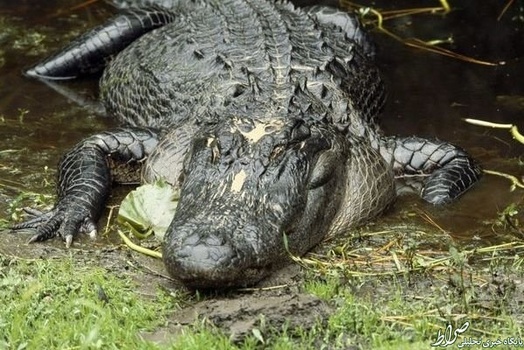 تمساح آمریکایی
دارای قدرت آرواره ۲۱۲۵ نیروی پوند بر یک اینچ است و زیستگاه این خزنده درقسمت جنوبی ایالات متحده است.