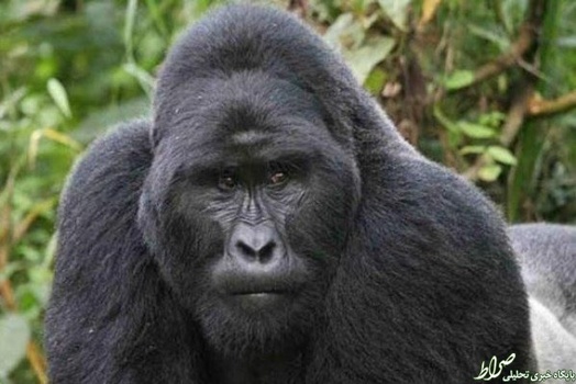 گوریل
دارای قدرت آرواره ۱۳۰۰ نیروی پوند بر اینچ