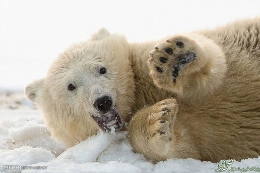 خرس قطبی
قدرت آرواره ۱۲۰۰ پوند بر اینچ