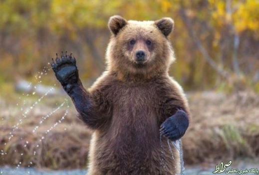 خرس گریزلی
دارای قدرت آرواره ۱۱۶۰ نیروی پوند بر اینچ