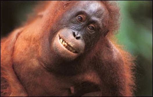 اوراگوتان ها
از فرهنگ و نظام ارتباطی قوی برخوردار و حتی در حیات وحش قادر به استفاده از ابزار هستند.