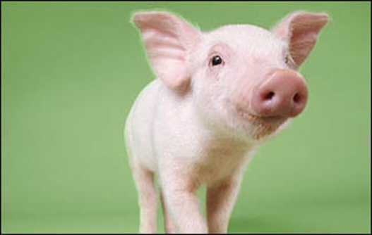 خوک ها
از قابلیت وقف دادن بالا با شرایط اکولوژی متفاوت برخوردار اند و تا حدودی هم توانایی آموزش دارند.