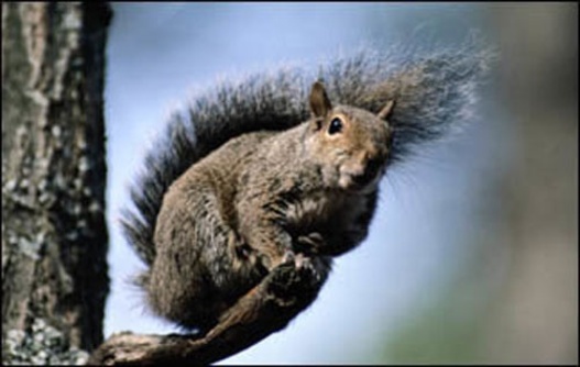 سنجاب ها
برای زنده ماندن قادر به بهره بردن از حقه و استراتژی های متفاوت هستند.