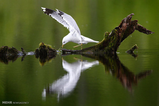 مرغ دریایی  روی یک تکه چوب در بلاروس استراحت می کند. (AP)