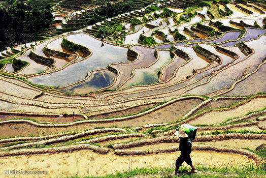  شالیزارهای پله ای در چین (chinadaily)