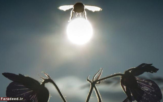 پرواز زنبور در برابر خورشید؛ فرانکفورت، آلمان