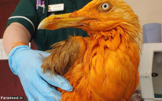 پرنده دریایی گرسنه به ظرف مرغ کاری حمله برده و نارنجی شده است