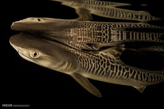 نوزاد تازه متولد شده گونه ای از کوسه با نام «کوسه ببر» در هاوایی (nationalgeographic)