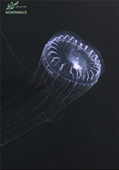 از این موجود با نام «عروس دریایی شیشه‌ای» شناخته می‌شود و تمام بخش‌های بدن آن شفاف و بلوری است. بدن این نوع عروس دریایی می‌تواند از دو تا 30 سانتی‌متر رشد کند