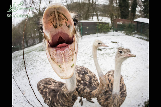 واکنش یک شترمرغ مقابل دوربین در باغ وحشی در منطقه کرونبرگ ایم تانوس آلمان