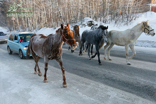 حرکت اسبهای سرما زده در امتداد بزرگراه فدرال M54 کراسنویارسک روسیه