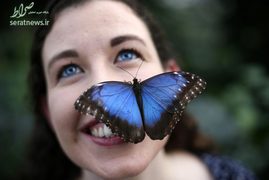 پروانه آبی مورفو نشسته روی گونه آنا پلاتونی حشره شناس در جریان افتتاح یک گلخانه پروانه در نزدیکی منطقه وودکینگ انگلیس
