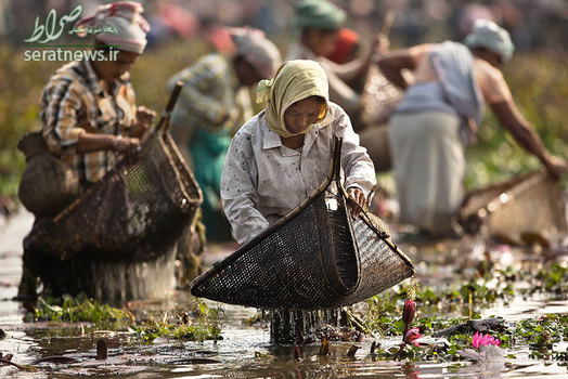 زنان قبیله ای در طول برگزاری جشنواره پایان فصل برداشت در ایالت شرقی آسام هند در حال ماهیگیری هستند