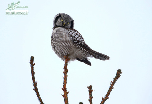 جغد شاهینی شمالی نشسته روی شاخه درخت - روستایی در شمال بلاروس