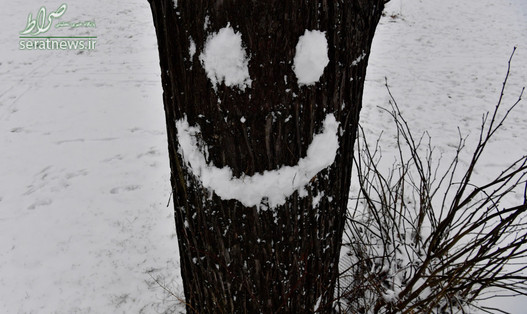 صورت خندان ساخته شده از برف روی درخت در پارک برلین