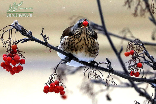 پرنده ای در حال خوردن میوه در روز سرد زمستانی - لووف، اوکراین