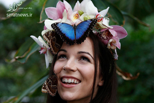 نشستن پروانه ها روی سر یک مدل در جریان افتتاح گلخانه پروانه ها در انگلیس